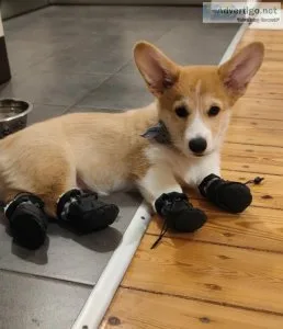 Corgi Puppies For Sale