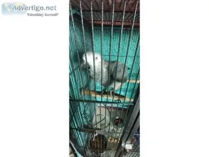 Talking African Grey Parrot