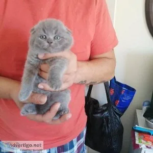Scottish foldstraight blue kittens for sale