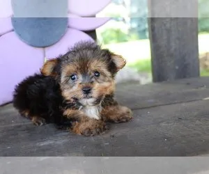 adorable little princess Yorkie Pups for sale