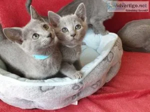 Registered Full Pedigree Russian Blue Kittens