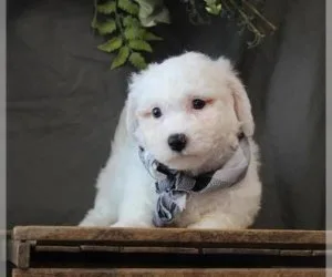 cheerful little AKC Bichon Frise Pups for sale