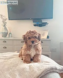 Special little shihpoo puppies