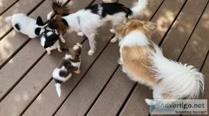 Papillon Puppies for sale