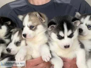 KC Registered Siberian Husky Pups
