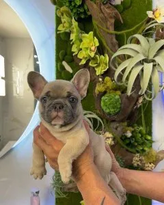 Akc registered french Bulldog puppies