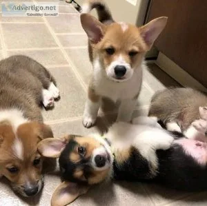 Pembroke Welsh Corgi Puppies