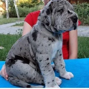 Cute Great Dane pups
