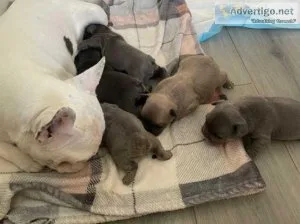 Gorgeous pedigree KC Reg French bulldog puppies