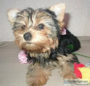 CKC Female Yorkie Puppy