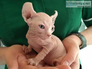 Beautiful hairless Elf Sphynx kittens