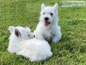 Gorgeous West Highland Terriers