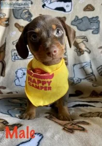 Dachshundrat terrier mix puppy
