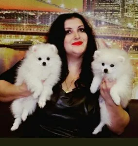 Celebrity Pomeranian Puppies For A Good Homes