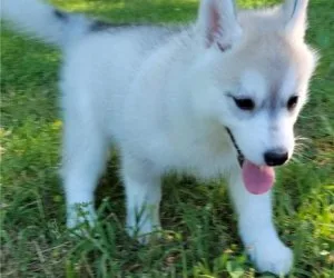 siberian husky puppies 200