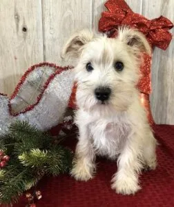 Miniature Schnauzer Puppies For Adoption