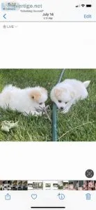 Adorable PomeranianChihuahua Puppies