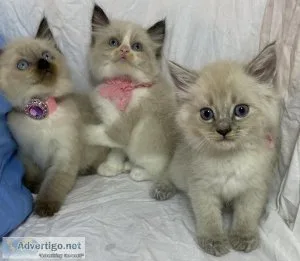 Ragdoll kittens  Heath guarantee. Kid friendly