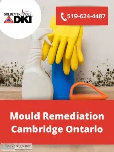 Mould Remediation Cambridge Ontario