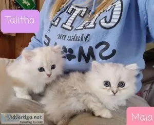 Registered Persian kittens available