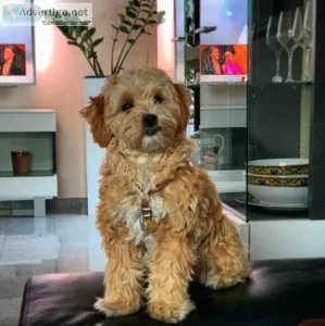 Cute and Adorable Maltipoo Puppies for Adoption