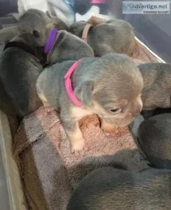 Outstanding French Bulldog puppies looking for new homes