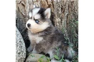 Meet Ryder the Pomsky puppy