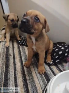 Mastiff pups ready to go