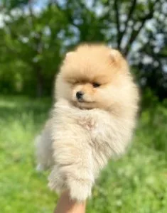 Healthy Pomeranian Puppies