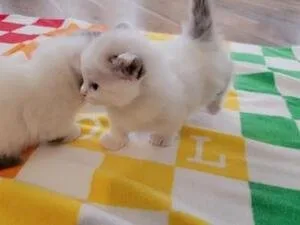 Male N Female Munchkin Kittens for sale