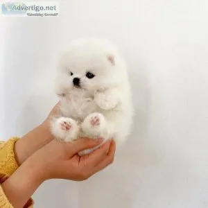 Cute teacup Pomeranian puppy