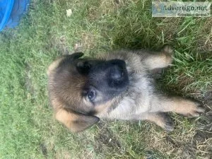 German Shepherd Puppies