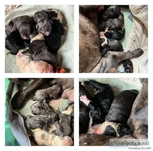 Olde English bulldogge puppies