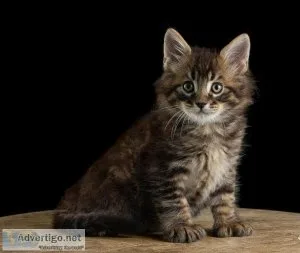 4 pedigree Maine coon kittens tica