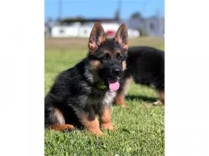 Cute red and black German shepherd