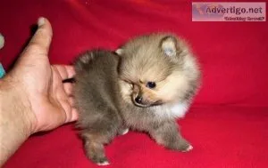 Energetic Playful socialized Pomeranian puppies