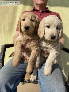 F1B Gorgeous Goldendoodle puppies