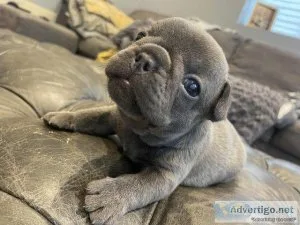 Beautiful French Bulldog Puppies