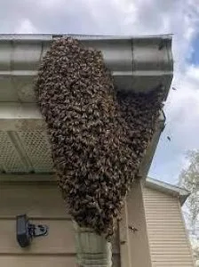 LIVE Bee Removal