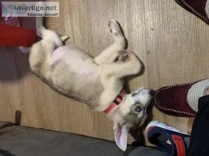 3 12 month old huskylab female