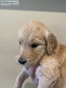 Goldendoodle puppies