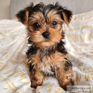 Male Yorkie puppy
