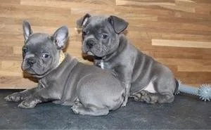 French bulldog puppies