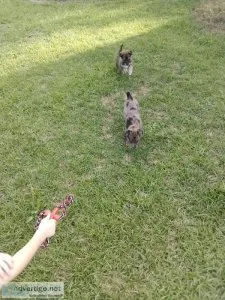 Wonderful puppies