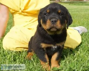 Best Rottweiler pups