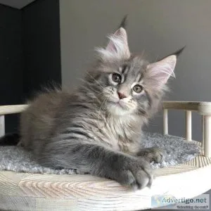 Maine Coon Kittens ready for new homes