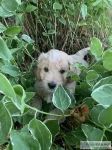 Goldendoodle mini multigen