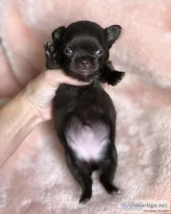 Chihuahua puppies