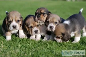Tri-coloured Beagle Puppies