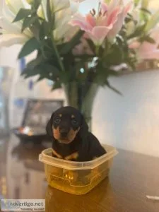 KC registered Dapple Standard wirehaired dachshunds